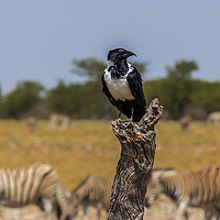 Buy canvas prints of Namibian Pied Crow by colin chalkley