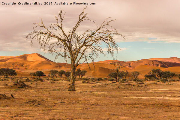 Sossusvlie Tree at Dawn, Namibia Picture Board by colin chalkley