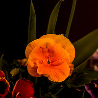 Buy canvas prints of Pansies by colin chalkley