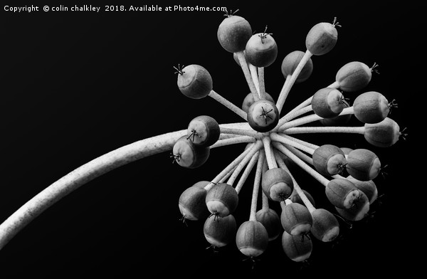 Castor Oil Plant Seed Pods - Natural Lighting Picture Board by colin chalkley