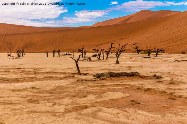 Deadvlei in Namibia Picture Board by colin chalkley