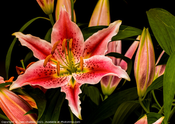 Asiatic Lily Picture Board by colin chalkley