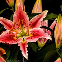 Buy canvas prints of Asiatic Lily by colin chalkley