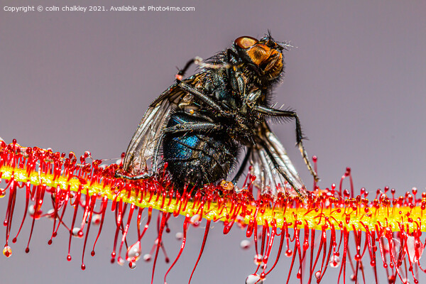  House Fly captured by a Cape Sundew Plant Picture Board by colin chalkley
