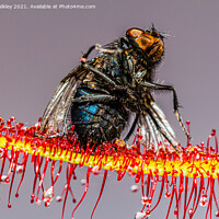 Buy canvas prints of  House Fly captured by a Cape Sundew Plant by colin chalkley