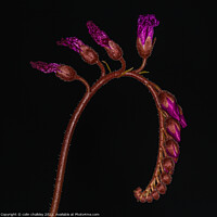 Buy canvas prints of Cape Sundew Buds by colin chalkley