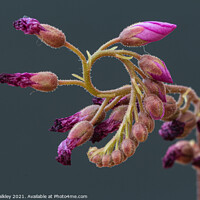 Buy canvas prints of Cape Sundew Buds by colin chalkley