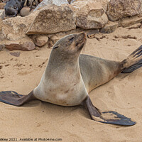 Buy canvas prints of Fur Seal Basking at Cape Cross, Namibia by colin chalkley