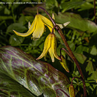 Buy canvas prints of A Delicate Fawn Lily Emerges by colin chalkley