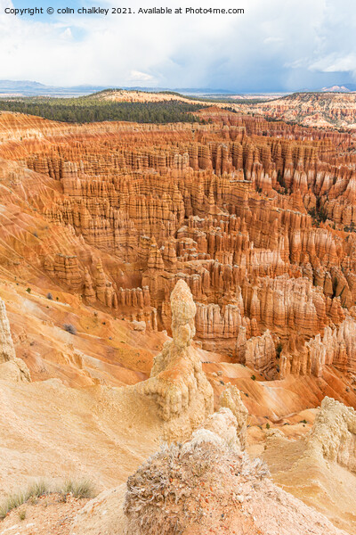  Bryce Canyon Hoodoos Picture Board by colin chalkley