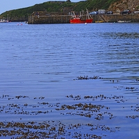 Buy canvas prints of  Fishguard Harbour by Barrie Foster