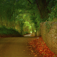 Buy canvas prints of  The Winding Lanes of Gower by Tony Dimech