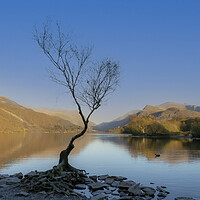 Buy canvas prints of A lonely tree at Llanberis by Leighton Collins