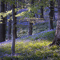 Buy canvas prints of Bluebells at Margam woods  by Leighton Collins