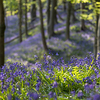 Buy canvas prints of Bluebell time in a British forest by Leighton Collins