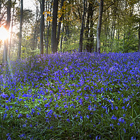 Buy canvas prints of A bluebell carpet by Leighton Collins