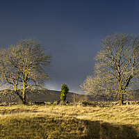 Buy canvas prints of Trees on the Penwyllt landscape by Leighton Collins