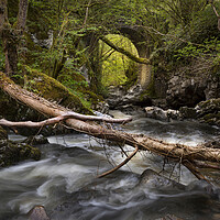 Buy canvas prints of A fallen tree and a bridge by Leighton Collins