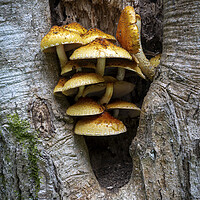 Buy canvas prints of Shaggy Scalycap, Pholiota squarrosa by Leighton Collins