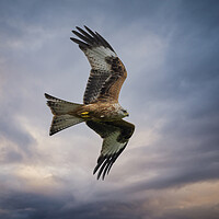 Buy canvas prints of Red Kite in flight by Leighton Collins