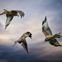 Buy canvas prints of Three Red Kites in flight by Leighton Collins