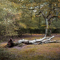 Buy canvas prints of A fallen tree in the New Forest by Leighton Collins
