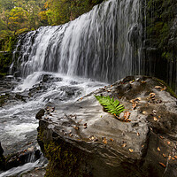 Buy canvas prints of Rock, fern and waterfall by Leighton Collins