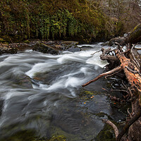 Buy canvas prints of The fallen trees in the Tawe river by Leighton Collins