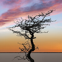 Buy canvas prints of A bare tree at sunset by Leighton Collins
