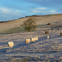 Buy canvas prints of Sheep on Mynydd Illtud in the Brecon Beacons by Leighton Collins