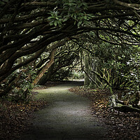 Buy canvas prints of Arched walkway through the Rhododendron trees by Leighton Collins
