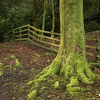 Buy canvas prints of Moss covered tree trunk by Leighton Collins