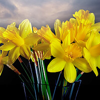 Buy canvas prints of Welsh yellow Daffodils by Leighton Collins