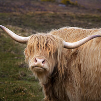Buy canvas prints of A Highland cow by Leighton Collins