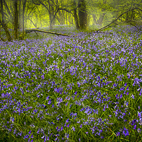 Buy canvas prints of Bluebells in Pontneddfechan  by Leighton Collins