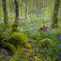 Buy canvas prints of Bluebells in an Ancient forest by Leighton Collins