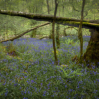 Buy canvas prints of A broken tree and Bluebells by Leighton Collins