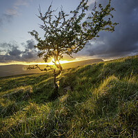 Buy canvas prints of Sunset through a Hawthorn tree by Leighton Collins