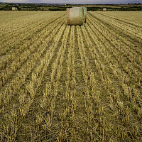 Buy canvas prints of Rolled Hay bales in West Wales by Leighton Collins