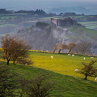 Buy canvas prints of Sheep at Carreg Cennen castle by Leighton Collins