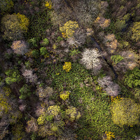 Buy canvas prints of Drone view of a forest by Leighton Collins