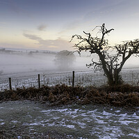 Buy canvas prints of A bare tree in Winter by Leighton Collins