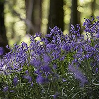 Buy canvas prints of British Bluebells in woodland by Leighton Collins