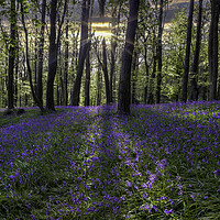 Buy canvas prints of Bluebell sunset by Leighton Collins