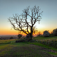 Buy canvas prints of Spooky tree at sunset by Leighton Collins