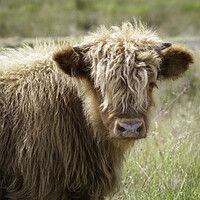 Buy canvas prints of A Highland calf by Leighton Collins