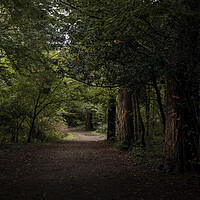 Buy canvas prints of A woodland path by Leighton Collins