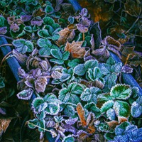 Buy canvas prints of Frozen leaves by Leighton Collins
