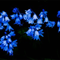 Buy canvas prints of Spanish Bluebells by Leighton Collins