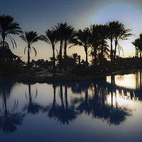 Buy canvas prints of Palm tree swimming Pool by Leighton Collins